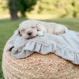 Jack - Cream male Goldendoodle puppy in Ooltewah, Tennessee from Allison Family Doodles