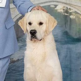 Miura - Golden Retriever