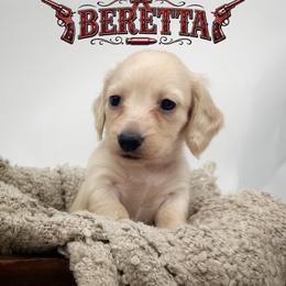 Beretta - Cream female Dachshund puppy in Wylie, Texas from Lawson's Kennel