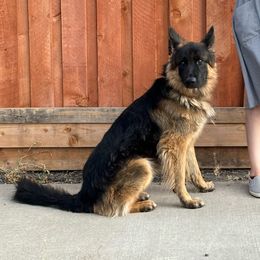 Hans - German Shepherd