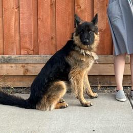 Hans - German Shepherd