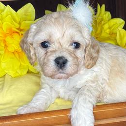 Lemon - female Cavapoochon puppy in Waldron, Arkansas from Kay’s Cutie Poos