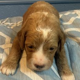 White collar - Red  male Goldendoodle puppy in Maumee, Ohio from Bell's Doodles