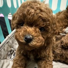 Poodle Puppies from Mountain Valley Poodles