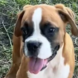 Lilly - Boxer puppy from Beachside Boxers and Frenchies