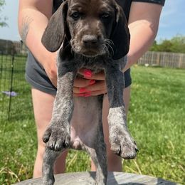 Female Teal Collar - Liver roan German Shorthaired Pointer puppy in Indiana from Jericho Hills GSP’s