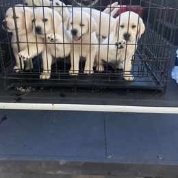 Labrador Retriever Puppies from BOI Gulf Coast Labradors