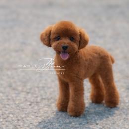 Benji - Poodle