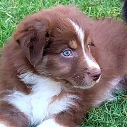 Australian Shepherd Puppies from Winsome Aussies