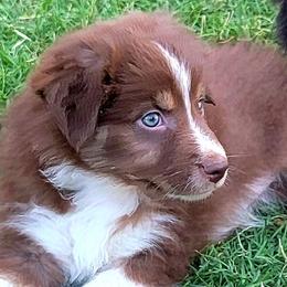 Australian Shepherd Puppies from Winsome Aussies