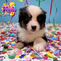 PHOEBE - Black Tri Female - Black tri-color female Australian Shepherd puppy in Gainesville, Texas from Lady Luck Aussies