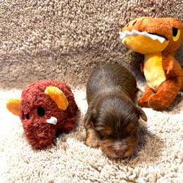 Lincoln - Chocolate, tan and white male Yorkshire Terrier puppy in Paris, Tennessee from Nolan’s Yorkie Farm