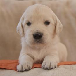 Orange Collar - Light golden male Golden Retriever puppy in Roseburg, Oregon from Unbound Goldens