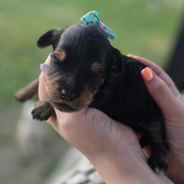 Peep - Phantom female Goldendoodle puppy in Decatur, Tennessee from Diamond's Doodles