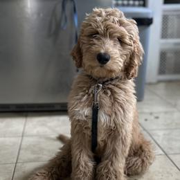 Girl 4 - Cream Goldendoodle puppy in Manchester, Connecticut from G & J Doodles LLC