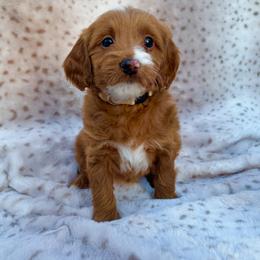 Maggie - Apricot female Goldendoodle puppy in Gilbert, Arizona from Bushman Doodles
