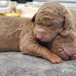 Chesapeake Bay Retriever Puppies from Shore Acres Chesapeakes