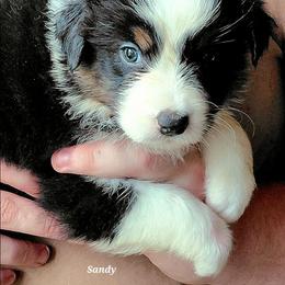 SANDY - Black tri-color female Australian Shepherd puppy in Elk Creek, Missouri from Hearts on Fire Australian Shepherds