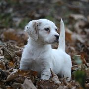 Border Collie, English Setter, and Miniature American Shepherd Puppies from First Harmony Farms