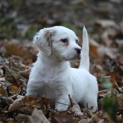 Border Collie, English Setter, and Miniature American Shepherd Puppies from First Harmony Farms