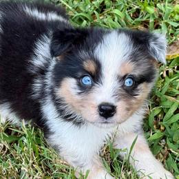 Buzz - Blue merle male Miniature Australian Shepherd puppy in Patterson, North Carolina from DreamLine Aussies