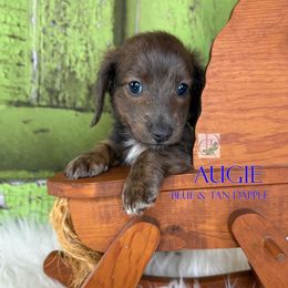 Augie - Blue and tan male Dachshund puppy in Waseca, Minnesota from Dragonfly Doxies