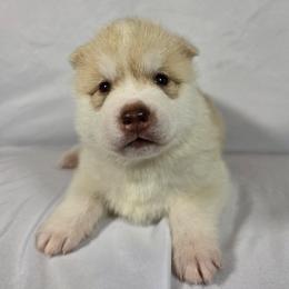 Caramel - Red and white male Siberian Husky puppy in Livermore, California from Limitless Huskies