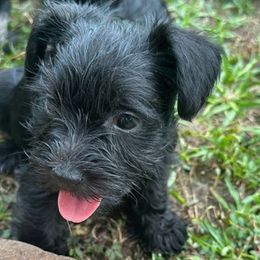 Miniature Schnauzers from Daley Homestead