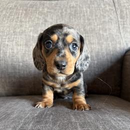 Boy 1 - Dapple male Dachshund puppy in Tonopah, Arizona from Brandie's Dachshunds