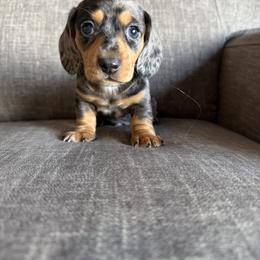 Boy 1 - Dapple male Dachshund puppy in Tonopah, Arizona from Brandie's Dachshunds