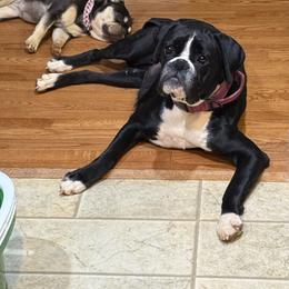 Anya  aka Bon-Bon - Brindle female Boxer puppy in Mooresboro, North Carolina from Echo Hollow Boxers