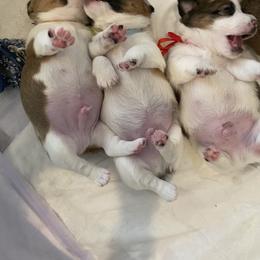 Golden Retriever and Jack Russell Terrier Puppies from Shelby Burleson's Golden Retrievers and Jack Russell Terriers