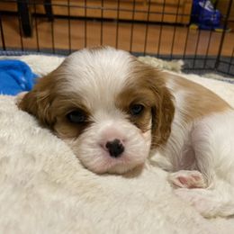 Cavalier King Charles Spaniel Puppies from Heartland Cavaliers
