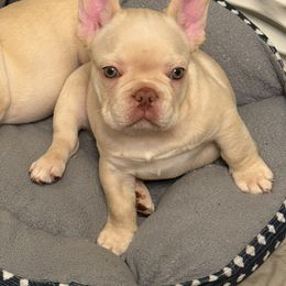 Green collar - Cream male French Bulldog puppy in Alexandria, Virginia from Boss Lady Kennel