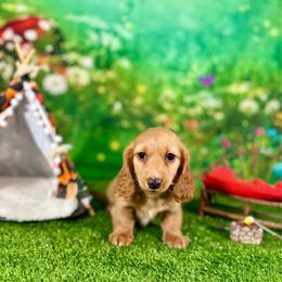 Lucky - Cream male Dachshund puppy in Westport, Kentucky from Lonestar Creek Farm