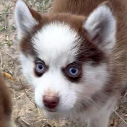 Benatar - Chocolate female Pomsky puppy in Spring Hill, Florida from PDQ Pomskies
