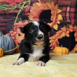 Indi - Black and white male Border Collie puppy in Avilla, Indiana from Borderline Kennels