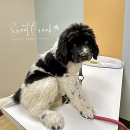 Newfoundland, Newfypoo, and Sheepadoodle Puppies from Sweet Creek Pups