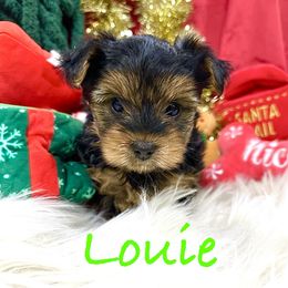 Louie - Black and tan male Yorkshire Terrier puppy in Fairview, West Virginia from Prims Puppies LLC