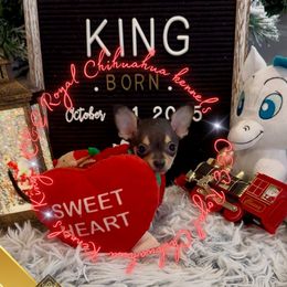 King - Black and tan male Chihuahua puppy in Athens, Georgia from C&E Royal Chihuahua