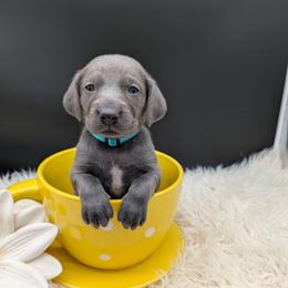 Annie Lenox - Blue female Weimaraner puppy in Evart, Michigan from Drehbar Weimaraners