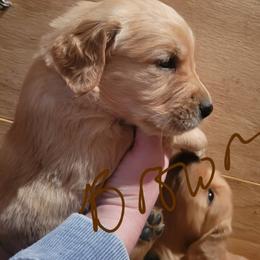 Brown collar - Golden male Golden Retriever puppy in Brush Prairie, Washington from Paradise Peaks