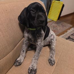 Dk green collar - Black roan male German Shorthaired Pointer puppy in Tumwater, Washington from Mike's German Shorthaired Pointers