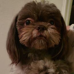 Denali - Liver male Shih Tzu puppy in El Paso, Texas from Paws Of Beauty