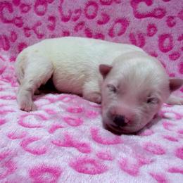 AKC Brittany - White female Siberian Husky puppy in Centreville, Maryland from Huskies By the Bay