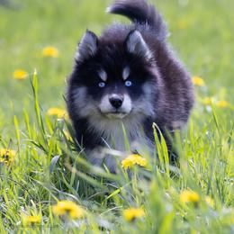 Magnolia - Tri-color female Pomsky puppy in Moultonborough, New Hampshire from Foxfire Arctic Spitz