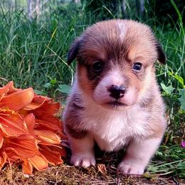 Samuel Adams - Sable male American Corgi puppy in Gouverneur, New York from St. Lawrence Corgis