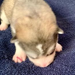 Joann - Gray and white female Alaskan Malamute puppy in Palmyra, Michigan from Illusion Kennel