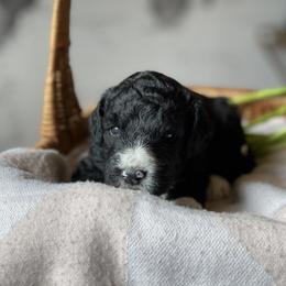 Bernedoodle Puppies from Creekside Doodles