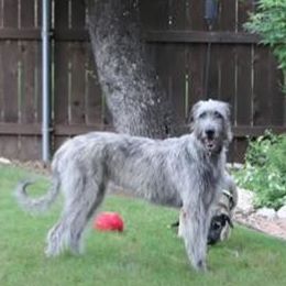 Irish Wolfhounds from Cu Caiseal Irish Wolfhounds